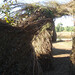 Susan Dougherty Photo 11