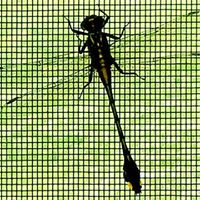 Paul Larson Photo 18 Paul Larson Photo 18