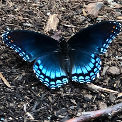 Elizabeth Schuler Photo 31 Elizabeth Schuler Photo 31