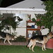 Shane Shepard Photo 28