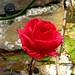 Rose Noel Photo 11