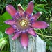 Flor Rocha Photo 28