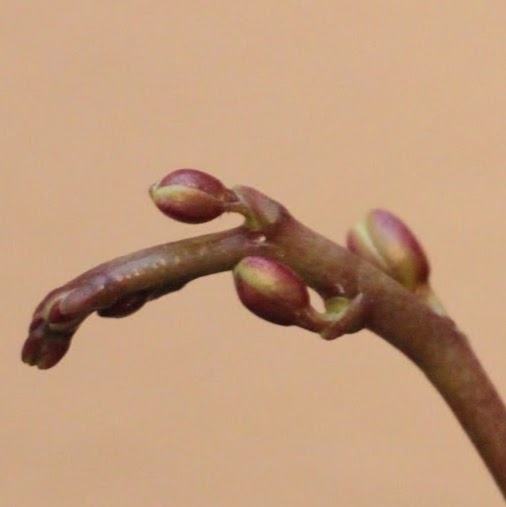 Marie Zhang Photo 12