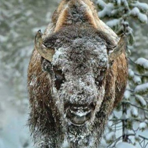 Shawn Savage Photo 33