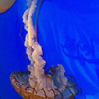 Julie Stanfield Photo 9