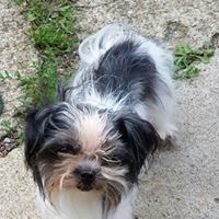 Nancy Palumbo Photo 4