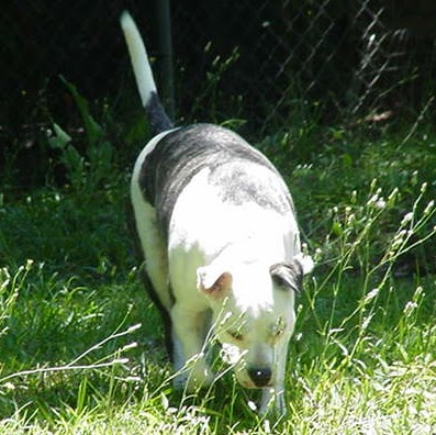 Robert Fifield Photo 12