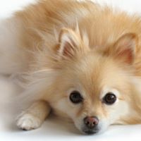 Lorraine Devine Photo 8