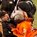 Robin Seal Photo 9