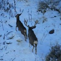 Charles Conner Photo 42