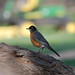 Robin Kerns Photo 29