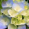Carol Norton Photo 38