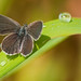 David Snelling Photo 7