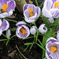 Claudette Short Photo 2