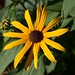 Susan Fine Photo 36