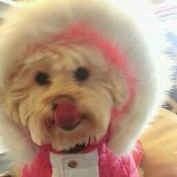 Yolanda Alaniz Photo 11