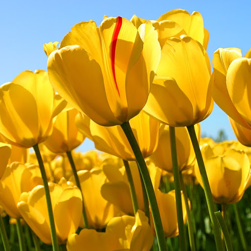 Debra Holifield Photo 4