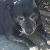 Susan Kenny Photo 32