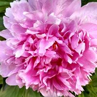 Debbie Cagle Photo 19