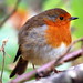 Jay Robins Photo 17