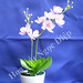 Thai Diep Photo 21