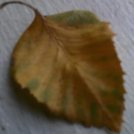 Gloria Skinner Photo 25