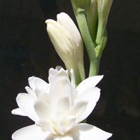 Carolyn Starr Photo 10