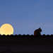 Jorge Chaves Photo 17