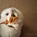 Fred Strayer Photo 8