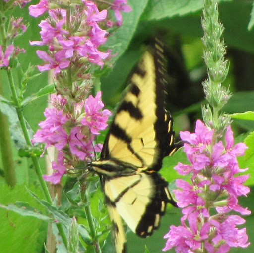 Annette Peck Photo 18