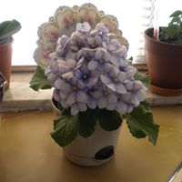 Jeanette Rhodes Photo 15