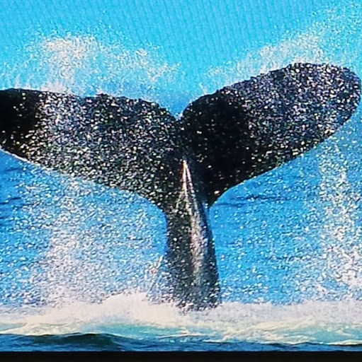 James Wilkie Photo 30