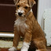 Ginger Russell Photo 6