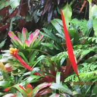 Julie Mcneely Photo 22