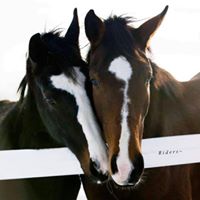 Susan Schilling Photo 31