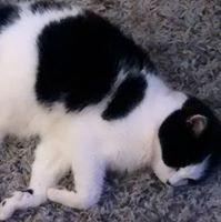 Suzanne Ash Photo 34