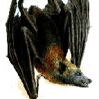 Steven Pitts Photo 37