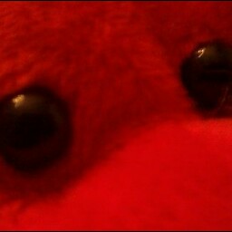 Michael Brehm Photo 9