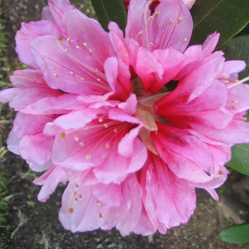 Melody Stuart Photo 5