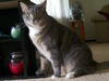 Deborah Acord Photo 9