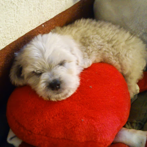 Haydee Romero Photo 2