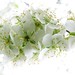 Cherrie Green Photo 8