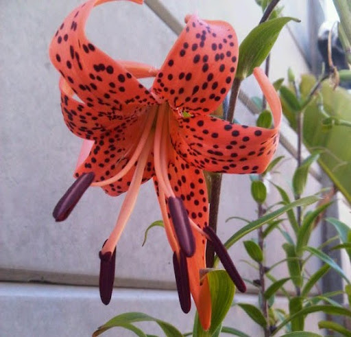 Christopher Purvis Photo 38 Christopher Purvis Photo 38