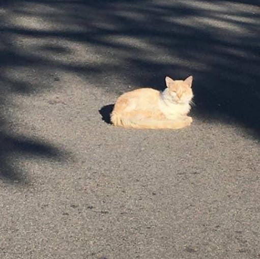 Connie Morales Photo 17