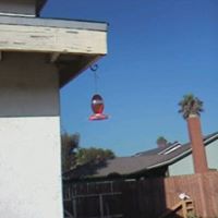Diane Grayson Photo 18