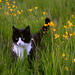 Susan Meadows Photo 41