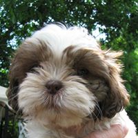 Michael Perron Photo 25