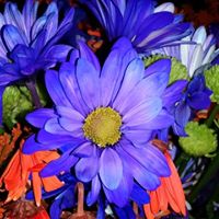 Kathleen Lancaster Photo 10