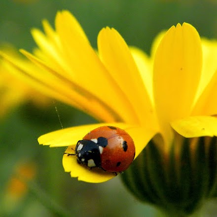 Shirley Gray Photo 23