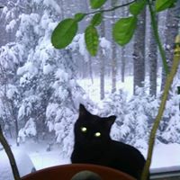 Cheryl Stein Photo 36